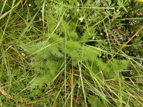 Baerwurz — Bild 3