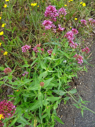 valériane — Bild 3