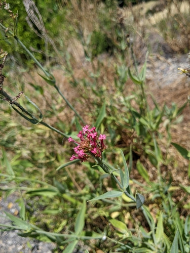 valériane — Bild 1