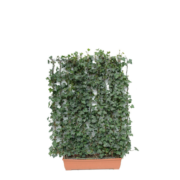 Haie prête à poser pour balcon : lierre – Lierre à feuillage vert