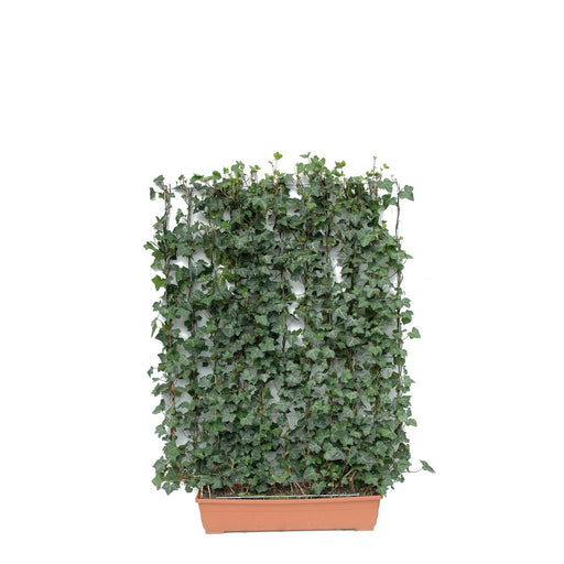 Haie prête à poser pour balcon : lierre – Lierre à feuillage vert