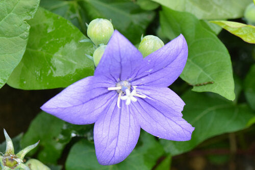 Fleur de ballon — Bild 5