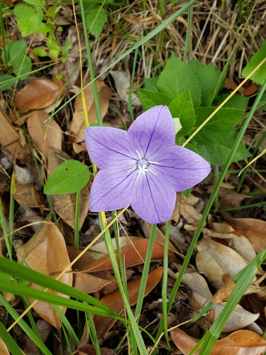 Fleur de ballon — Bild 2