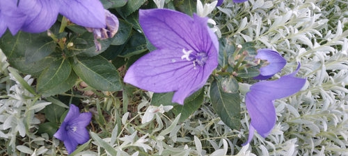 Fleur de ballon — Bild 4