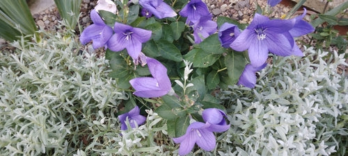 Fleur de ballon — Bild 3