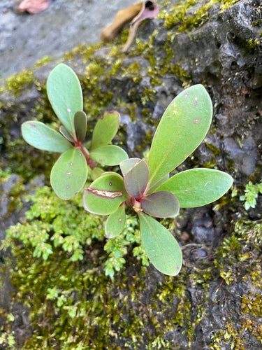 Pomme baumière — Bild 3