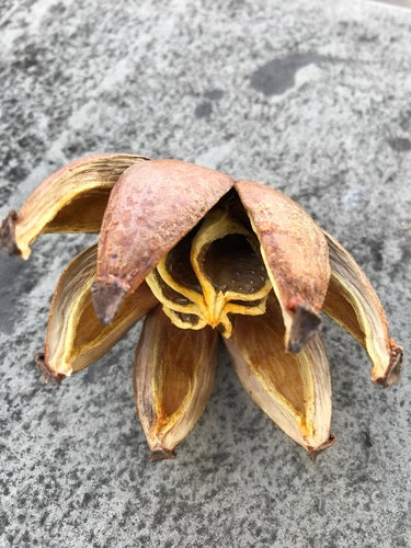 Pomme baumière — Bild 1