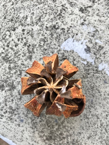 Pomme baumière — photo 4 sur 11