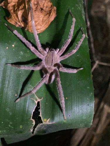 Araignée banane — Bild 1
