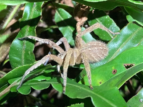 Araignée banane — Bild 3