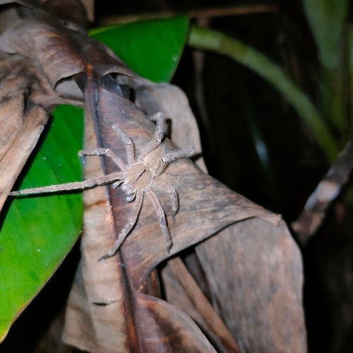 Araignée banane — Bild 2
