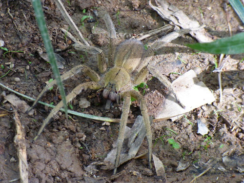 Araignée banane — Bild 5