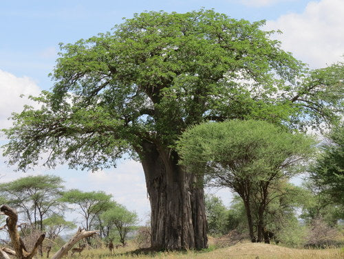 baobab — photo 5 sur 8
