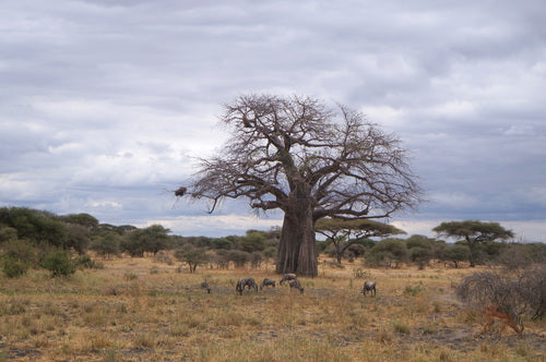 baobab — Bild 4