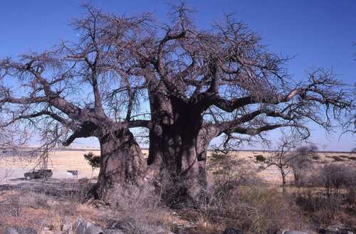 baobab — photo 2 sur 8