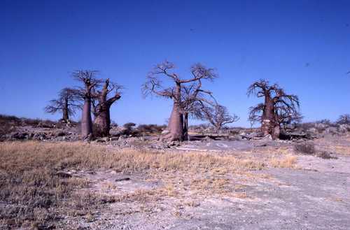 baobab — photo 1 sur 8