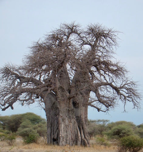 baobab — Bild 3