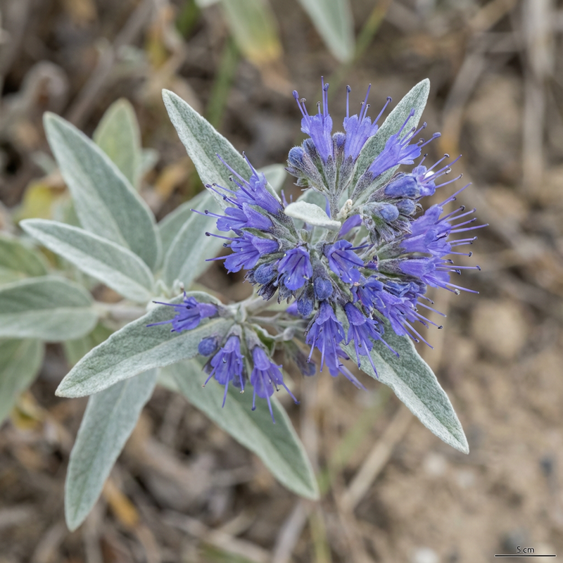 Fleur de barbe