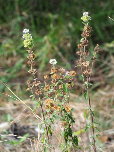 Fleur de barbe — photo 4 sur 53
