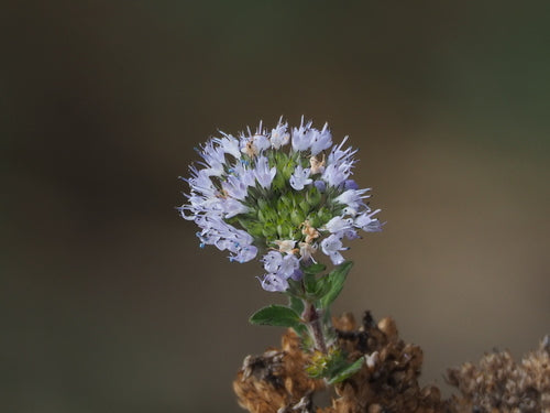 Fleur de barbe — photo 5 sur 53