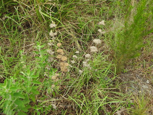 Fleur de barbe — Bild 4