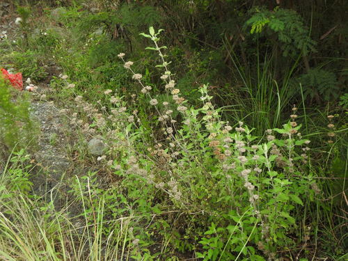 Fleur de barbe — Bild 3