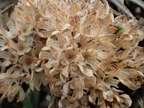 Fleur de barbe — Bild 5