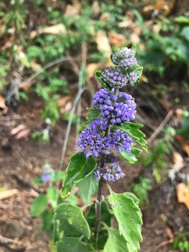 Fleur de barbe — Bild 2