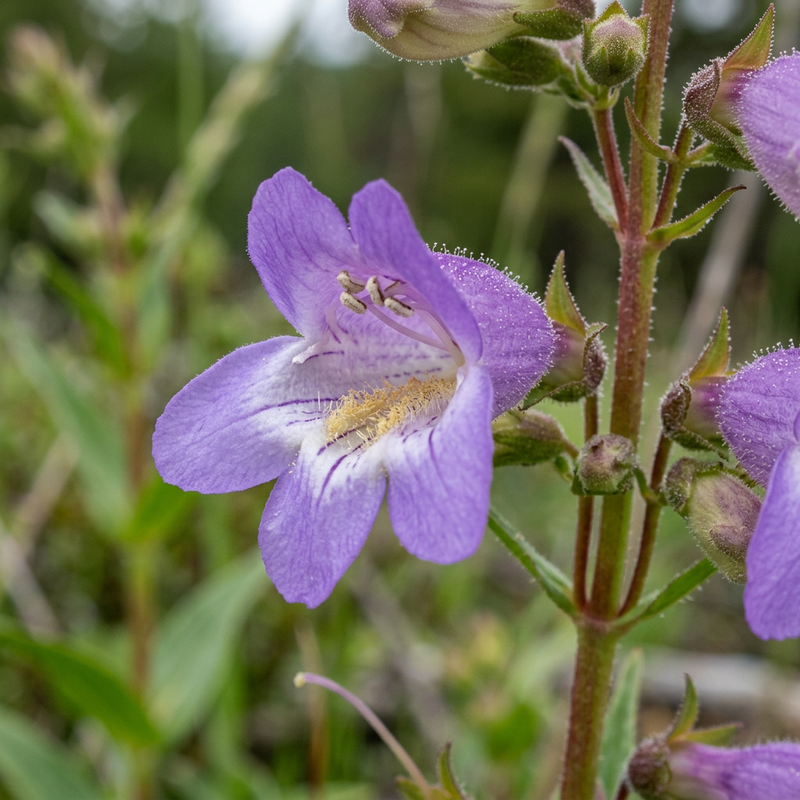 Fil à barbe (Penstemon), illustration IA