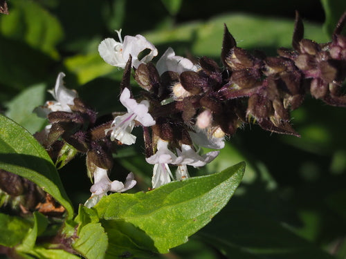 basilic — Bild 4