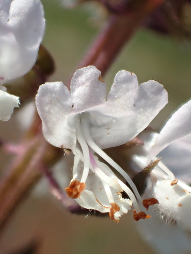 basilic — Bild 2