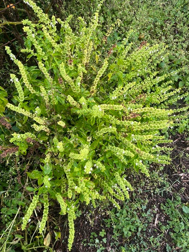 basilic — Bild 5