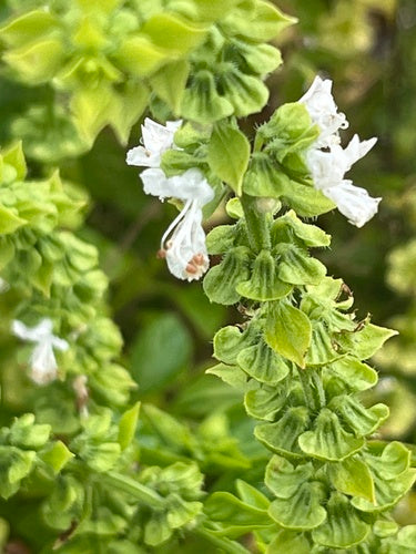 basilic — Bild 4