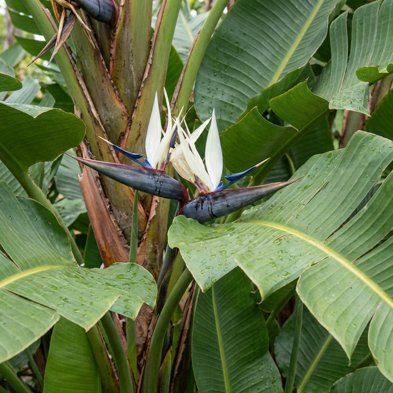 Strélitzia des arbres