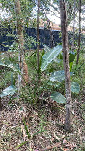 Strélitzia des arbres — Bild 2
