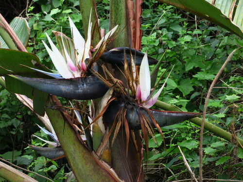 Strélitzia des arbres — Bild 5