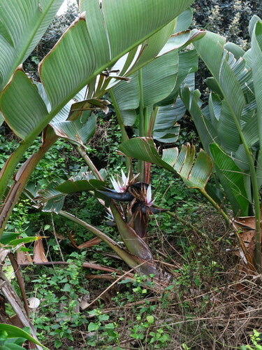 Strélitzia des arbres — Bild 4
