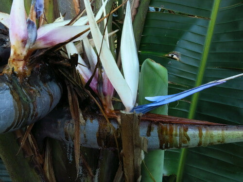 Strélitzia des arbres — Bild 3