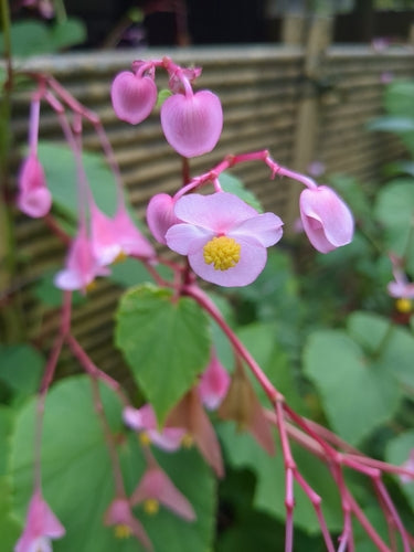 Bégonias — Bild 1