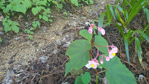 Bégonias — Bild 3