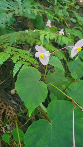 Bégonias — Bild 2