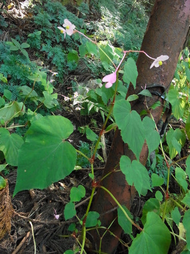Bégonias — Bild 5