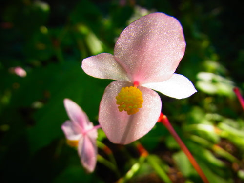 Bégonias — Bild 4