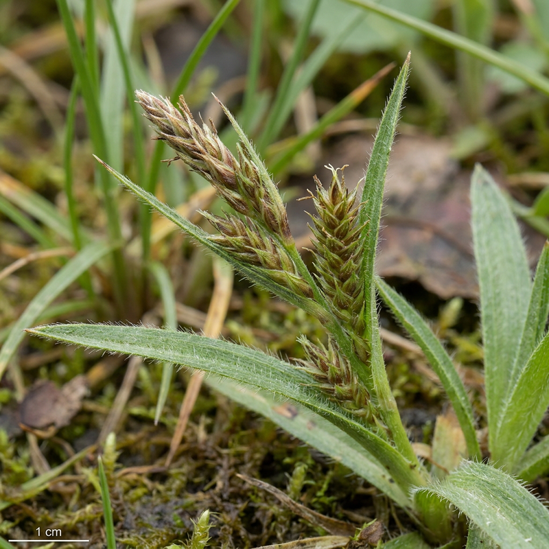 Carex poilu