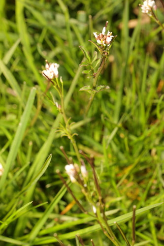 Écume velue — Bild 3