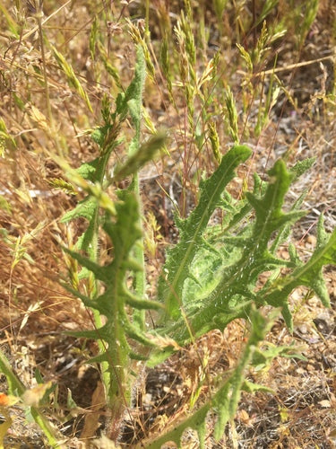 Herbe Bénédicte — photo 4 sur 9