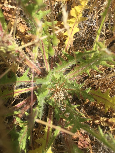 Herbe Bénédicte — photo 5 sur 9