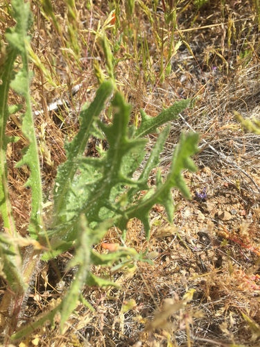 Herbe Bénédicte — photo 3 sur 9