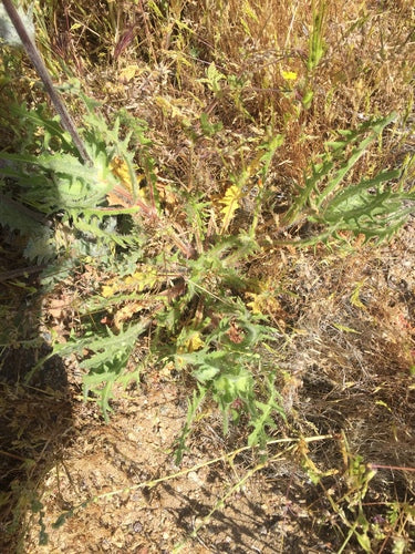 Herbe Bénédicte — Bild 2