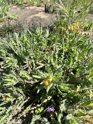 Herbe Bénédicte — Bild 5